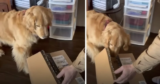 Devastated Golden Retriever Gets A Gift To Help Ease His Pain & Loneliness