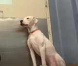 Devoted Dog Awaits Return by Shelter Door, then an Astonishing Event Unfolds