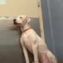Dog Cries Herself To Sleep When Her Brother Gets Adopted