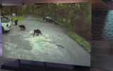 Dog Being Chased By Angry Bear Sees No Escape, ‘Panicked’ Owners Bravely Pursue