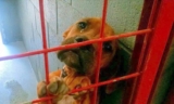 Dog Cried All Night As No One Picks Her, Shelter Posts Her Photo As A ‘Last Resort’