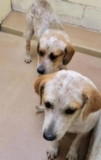 Dog Cries Herself To Sleep When Her Brother Gets Adopted