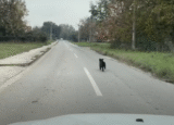 Dog Desperately Fled and They Drove Faster To Run Him Off The Road