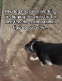 Dog Digs Massive Hole for Days, Then Stuns Owner with Surprising Reason