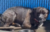 Dog Dumped And Tied To Pole Outside Shelter Finds Loving Home 2-Weeks Later