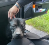 Dog Dumped Like Trash in Crate on Highway And Found in Extreme Heat