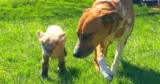 Dog Finds Tiniest Abandoned Lamb And Decides She’s Her Baby