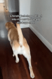 Dog Gets Excited In Their New Home But Suddenly Everything Changed