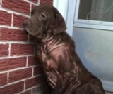 Dog Has Been Alone Forever, But This Moment Changed His Life