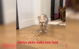 Dog Has Hilarious Reaction When Asked About Going for a Walk