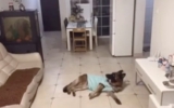 Dog Is Home Alone When Doorbell Rings, Owner Returns Later And Checks Footage