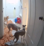 Dog ‘Jailbreak Artist’ Outsmarts Siblings in Hilarious Pet Cam Escape