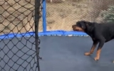 Dog Joins Toddler on Trampoline And Can’t Contain His Joy