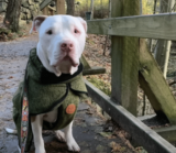 Dog Living With Homeless Owner Gets His First Taste Of Peace