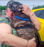 Dog Missing Since Hurricane Harvey Found 8-Years Later, 300 Miles From Home