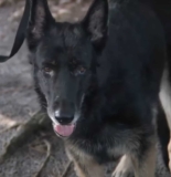 Dog Missing for 7-Years Reunited With Family After Canal Rescue