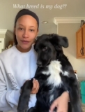 Dog Owner Was Shocked After DNA Test Reveals Puppy’s Real Ancestry