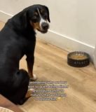 Dog Patiently Waits To Eat After Owner Forgets Command, Melts Millions Online