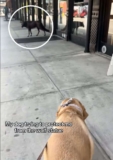 Dog Protects Owner From Wolf Statue, Reacts Like a True Guardian