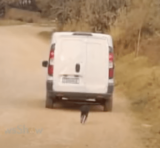 Dog Ran After Owner When He Left But Had To Turn Back For Her Little Ones