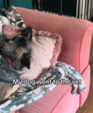 Dog Returns From Vet, but Cats Treat Her Like a Total Stranger