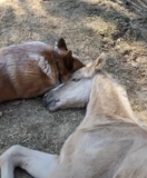 Dog Senses Orphaned Foal’s Pain and Refuses to Leave His Side