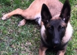 Dog Shot Dead by Police While Protecting Family, Owners Demand Accountability