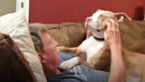 Dog Stalks Grandpa Reluctant To Keep Him To Convert Him Into A Pit Bull Lover