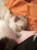 Dog Surprises Owner By Nursing Newly Adopted Kitten