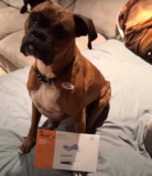 Dog Votes in Two Elections, Woman Is Now Facing Charges