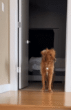 Dog Wakes From ‘Power Nap’ With the Funniest Look of Confusion
