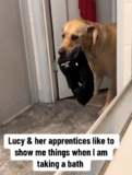 Dogs Crash Mom’s Bath Time, Parade Random Objects in Hilarious Show