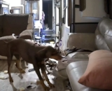 Dogs Destroy Couch After New Puppy Arrives, Leaving Owner Stunned