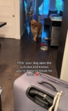 Dog’s Emotional Reaction to Suitcase Shows He Knows His Owner Is Leaving