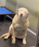 Dog’s Joyful Reunion With Mom After a Week in Boarding Melts Hearts