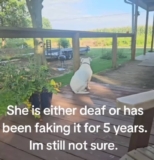Dog’s Mysterious Silence Leaves Owner Wondering if She’s Deaf or Just Ignoring Him