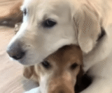 Dog’s Reaction to Owner’s Request to Cuddle the Cat Sparks Hilarity