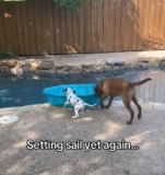 Dogs Try to Turn Small Pool into Boat During Backyard Play
