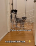 Dogs and Cat Hilariously Outsmart ‘Invisible Wall’ Prank, Well, Almost