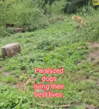 Dogs in Wheelchairs Prove Happiness Has No Limits And Goes Viral