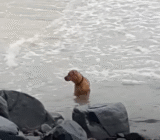 Dumped And Brokenhearted, Dog Scoured The Sea Looking For His Owner