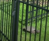 Egg-Laying Giant Snapping Turtle Transforms a Family’s Backyard into a Wildlife Wonder