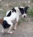 Emaciated Dog Found Shot, Authorities Are Investigating And Need Your Help