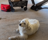 Evening Routine Turns Curious When Texas Woman Finds Animal in Bushes