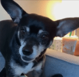 Family Adopts Lookalike Dog After Loss, But DNA Discovers Incredible Genetic Surprise