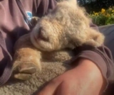 Farmer Shares Daily Cuddles With His Softest Little Sidekick
