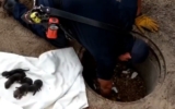 Firefighters Rescue ‘Puppies’—Then Realize They’re Not Puppies at All
