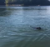 Fisherman Throws A Life Jacket To Save A Drowning Dog But It’s ‘Not A Dog’ At All