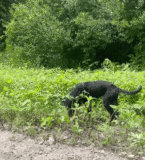 From Abandoned to Adored: iHeartDogs Customers Help Fund Alfred’s Incredible Journey