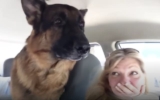 German Shepherd’s Face Says It All When He Realizes He’s at the Vet, Not the Park